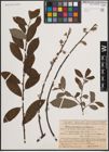 Foto von Salix cinerea L. x Salix nigricans Sm.